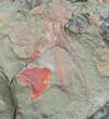 Fossil Aglaspid (Tremaglaspis) With Marrellomorph (Furca) #11061-2